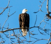 2020 11 04 RedWingEagles 001